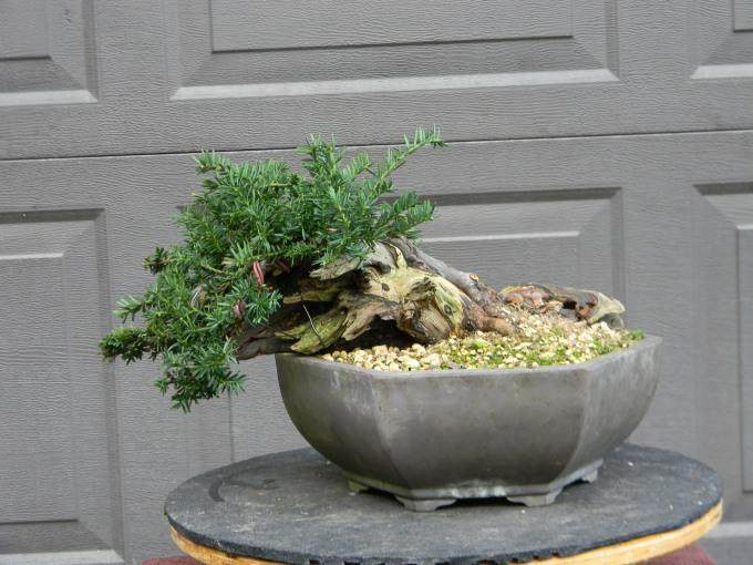 不同PH值的水对盆景生长有什么影响