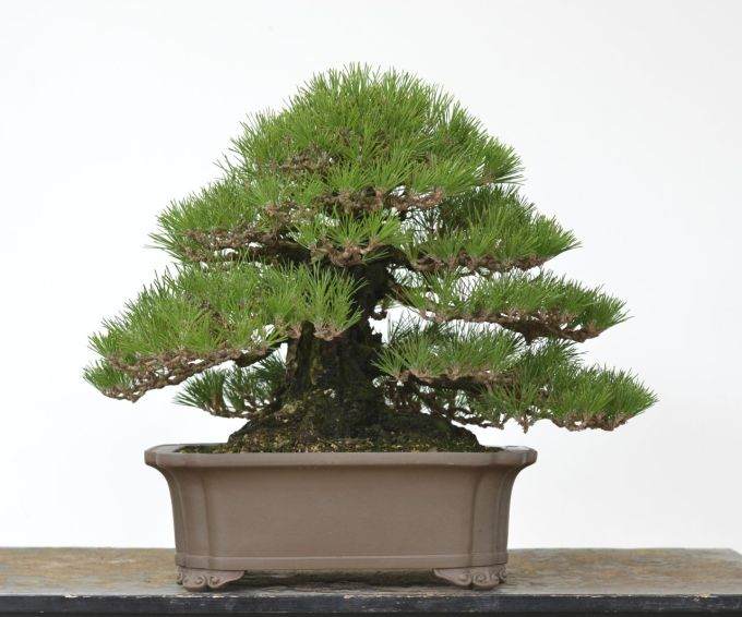 美国盆景艺术家盘扎黑松盆景 树龄90年