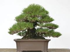 美国盆景艺术家盘扎黑松盆景 树龄90年