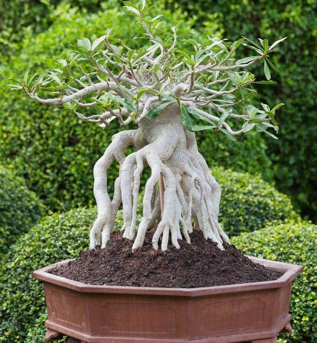 对盆景土壤蒙脱石的进一步思考