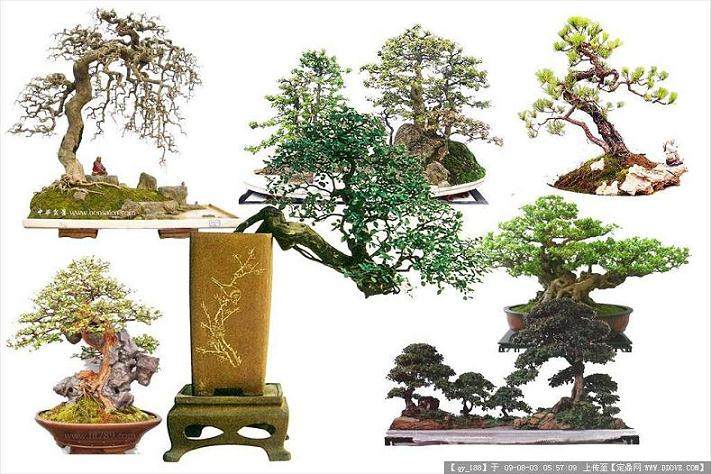 对盆景土壤蒙脱石的进一步思考