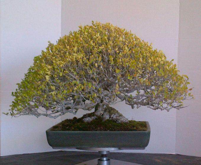 欣赏加州盆景大师石井先生制作的榆树盆景