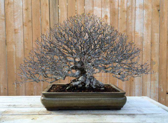 欣赏加州盆景大师石井先生制作的榆树盆景