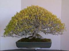 欣赏加州盆景大师石井先生制作的榆树盆景