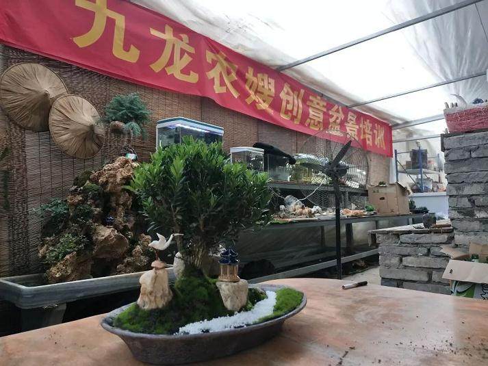 宁波花木世界的第二场盆景创意设计在本周拉开帷幕