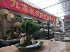 宁波花木世界的第二场盆景创意设计在本周拉开帷幕