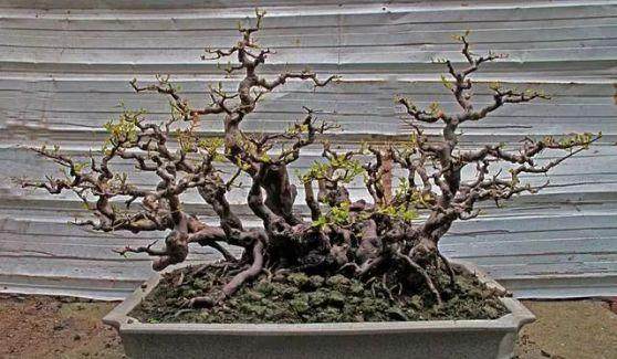 雀梅盆景的施肥要有原则