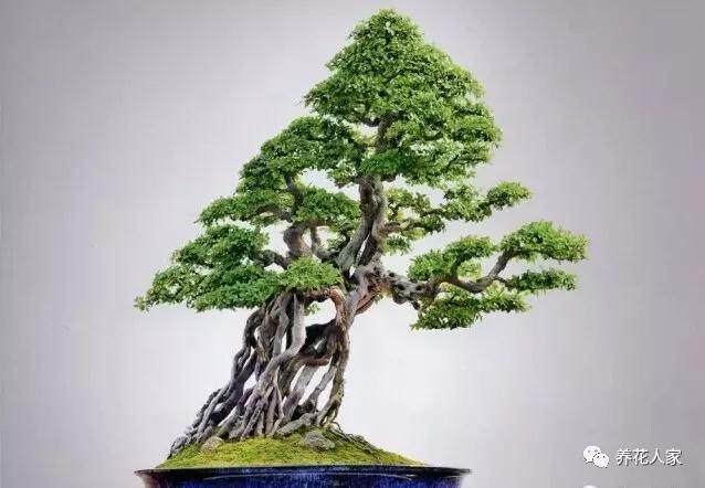 不同季节如何养护好雀梅盆景?