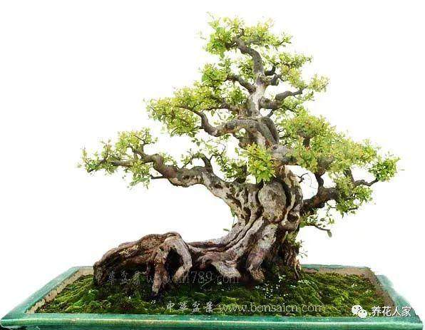 雀梅盆景造成枯枝的3种原因