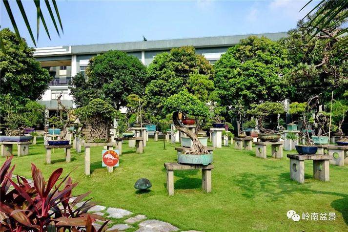 韩学年大师的盆景作品出神入化,自成一格