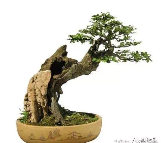 曲干型树木盆景的五种造型方式
