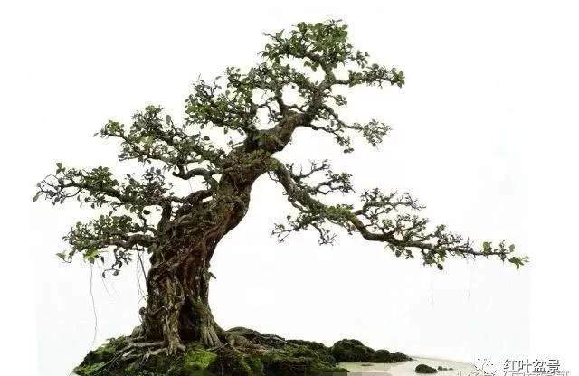 曲干型树木盆景的五种造型方式