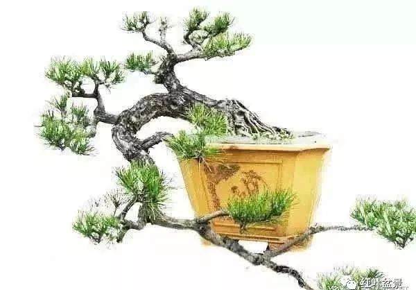 曲干型树木盆景的五种造型方式