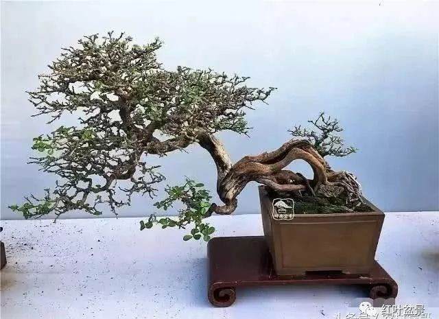 曲干型树木盆景的五种造型方式