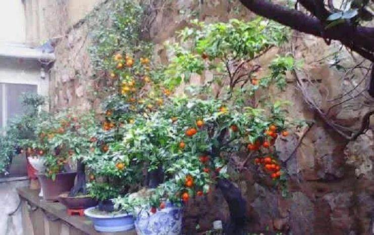 用扦插来繁殖金弹子盆景很容易成活