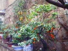 用扦插来繁殖金弹子老桩盆景很容易成活