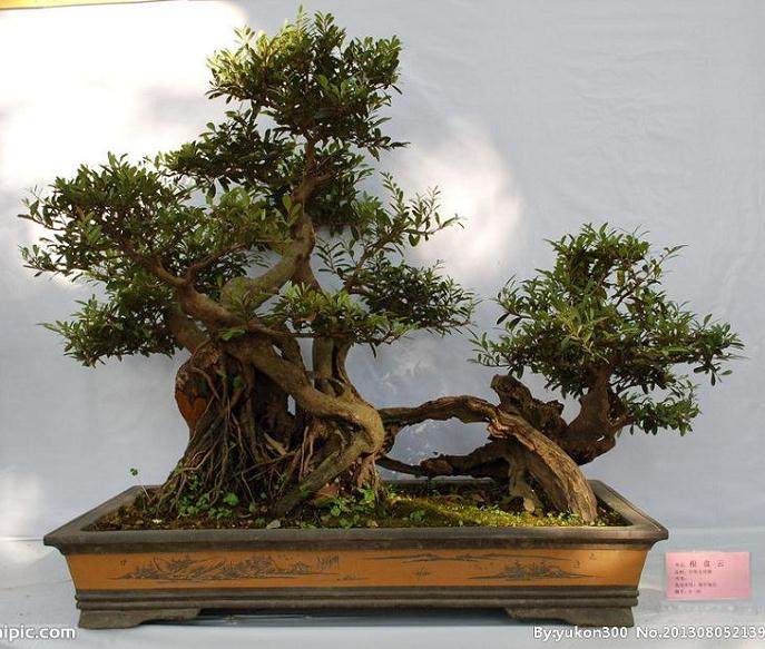 寒冷季节的盆景养护技巧