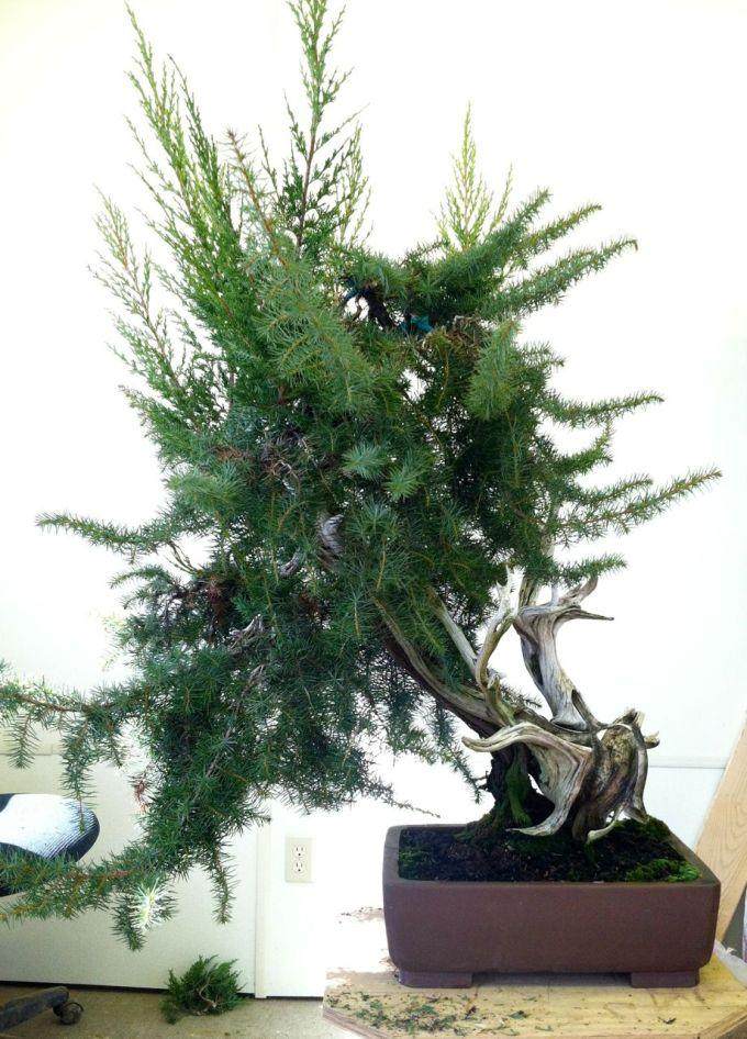 图解 老外嫁接丝鱼川杜松盆景的过程