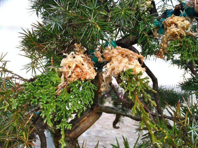 图解 老外嫁接丝鱼川杜松盆景的过程