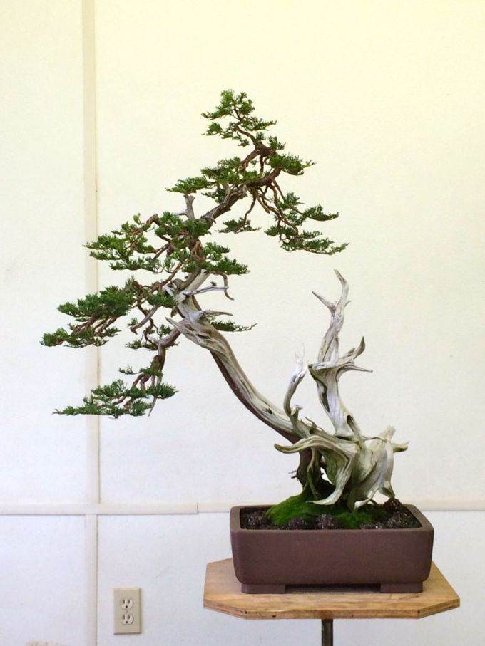 图解 老外嫁接丝鱼川杜松盆景的过程