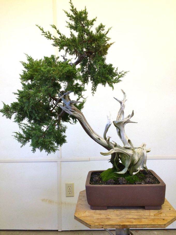 图解 老外嫁接丝鱼川杜松盆景的过程