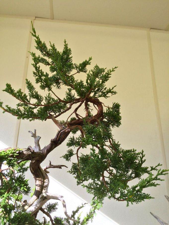 图解 老外嫁接丝鱼川杜松盆景的过程