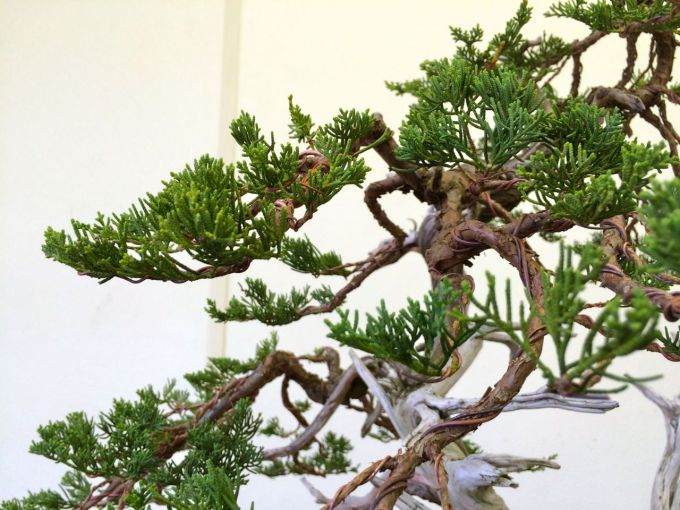 图解 老外嫁接丝鱼川杜松盆景的过程