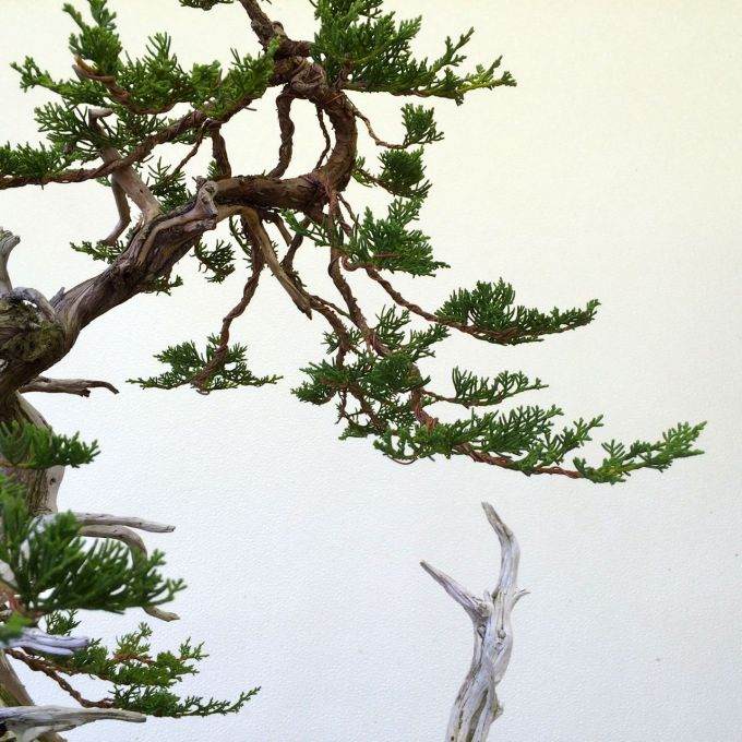 图解 老外嫁接丝鱼川杜松盆景的过程