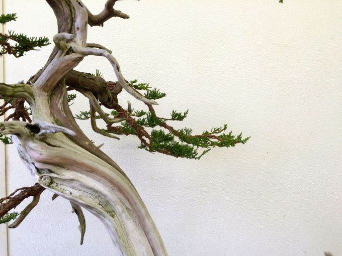 图解 老外嫁接丝鱼川杜松盆景的过程