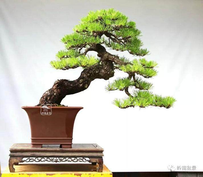 黑松盆景《搏》是陆洲的代表作品之一