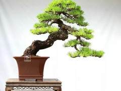 黑松盆景《搏》是陆洲的代表作品之一