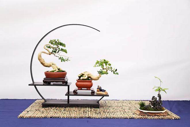 2018年 第十届中国如皋花木盆景艺术节