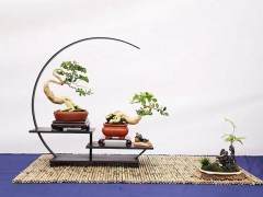 2018年 第十届中国如皋花木盆景艺术节