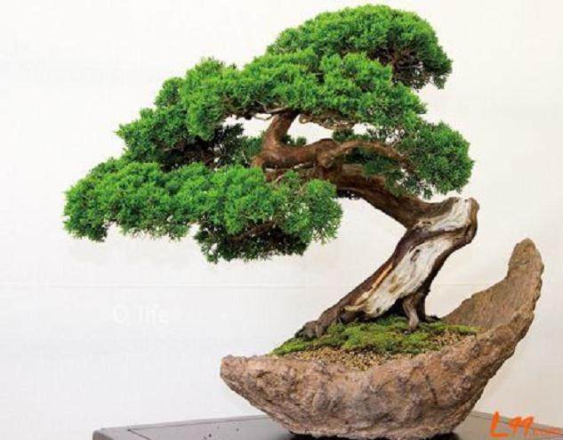 广西盆景艺术家协会会员活动中心揭牌