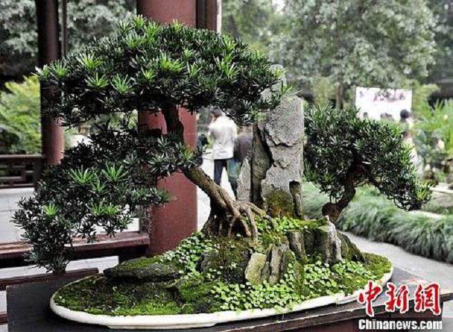 成都举办杜甫诗意盆景展 极品树龄两百岁身价数百万