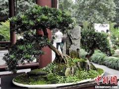 成都举办杜甫诗意盆景展 极品树龄两百岁价格数百万