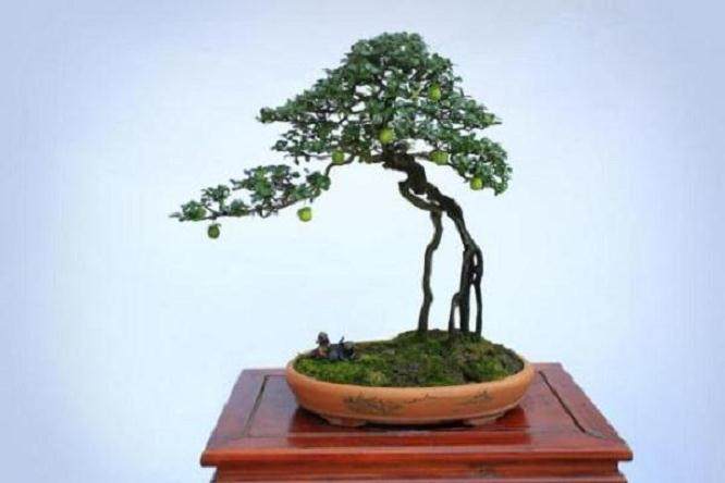 日本盆景名家的高端盆景作品亮相贵阳