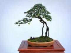 日本盆景名家的高端盆景作品亮相贵阳