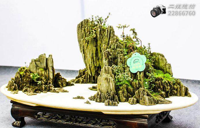 遵义日报:我市将举行首届市花杜鹃盆景奇石展