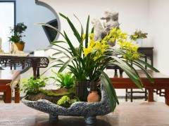 云南文山举办根艺盆景兰花展 图片