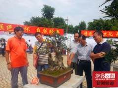 大理古城-仿如浓缩的盆景