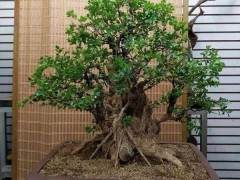 中国风景园林学会主办的中国盆景展日前在陕西安康举办