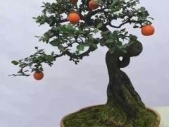 四年一届的中国盆景展下个月将在陕西安康举行