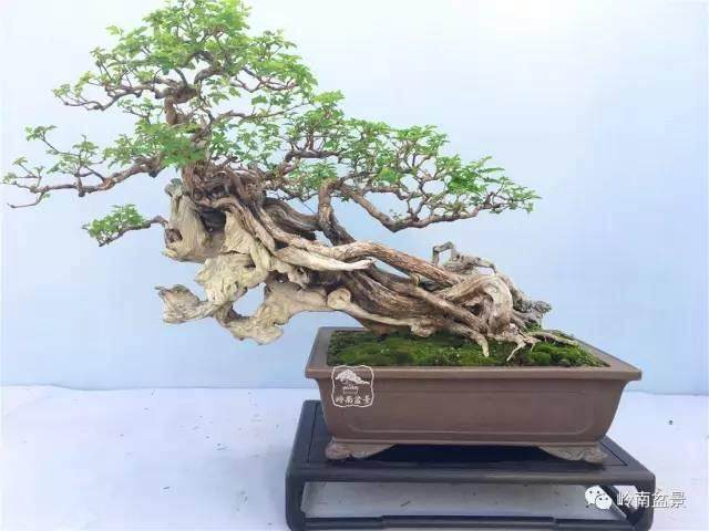 盆景素材无贵贱 小众杂木一样可登大雅之堂