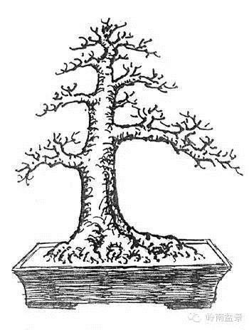 图解 盆景根部怎样造型的方法