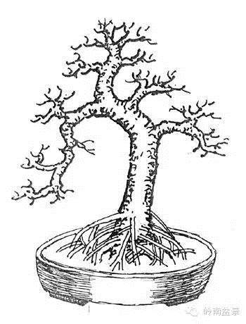 图解 盆景根部怎样造型的方法