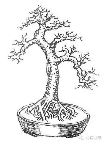 图解 盆景根部怎样造型的方法