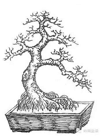 图解 盆景根部怎样造型的方法