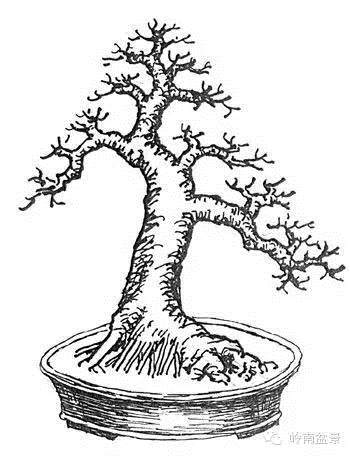 图解 盆景根部怎样造型的方法