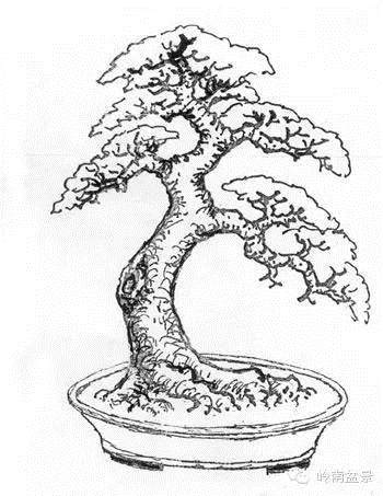 图解 盆景根部怎样造型的方法